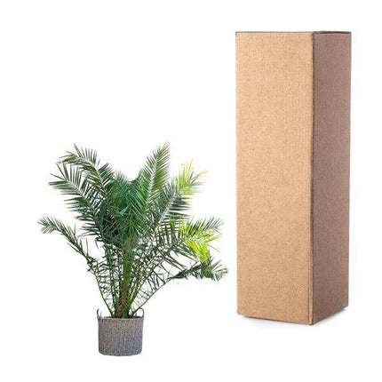 Phönix Canariensis – Kanarische Dattelpalme 300cm – Ø50cm – XXL-Palme mit gefiederten Blättern – Exotische Kübelpflanze für Wohnzimmer, Wintergarten, Terrasse & Garten – Pflegeleicht