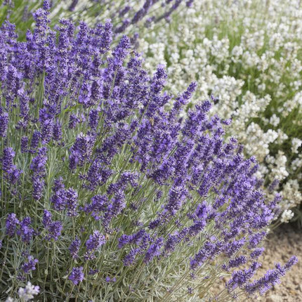 Lavender Lavandula 'Hidcote' – 6 Pflanzen – Reich blühender Lavendel – ↕10-25cm – Ø9cm – pflegeleicht & sonnig