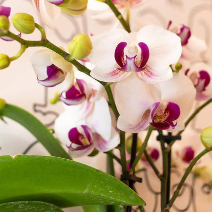 Weiße Phalaenopsis-Orchidee ‘Mineral Gibraltar’ – Blühende Zimmerpflanze – Ø9 cm-Topf – Elegante & langlebige Blüten – Orchidee für Fensterbank & Wohnraum