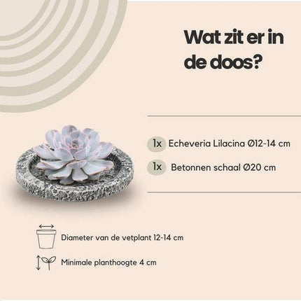 Sukkulente – Echeveria lilacina ROOTLESS – Ø20cm Schale „Concrete“ – Zimmerpflanze ohne Wurzeln – Pflegeleichte Schnitt-Sukkulente als Tischdeko & Geschenkidee