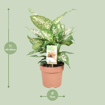 Dieffenbachie Compacta – Dieffenbachia seguine – Zimmerpflanze – Ø17cm – ↕45cm – pflegeleichte tropische Grünpflanze mit dekorativen Blättern – ideale Zimmerdekoration für Zuhause & Büro