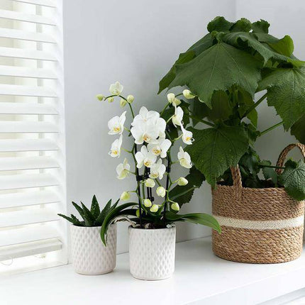 Weiße Phalaenopsis-Orchidee Niagara Fall – Ø9cm – Blühende Zimmerpflanze – Luxuriöse, langlebige weiße Blüten – 35-40cm hoch
