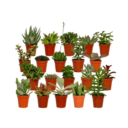 Sukkulenten Mix – 20 Pflanzen– Ø5,5cm – ↕7cm – pflegeleichte Zimmerpflanzen im Kunststofftopf – bunte Auswahl mit Aloe Vera, Echeveria, Haworthia, Kalanchoe & Sedum – dekorative Mini Pflanzen für Zuhause & Büro
