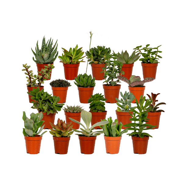Sukkulenten Mix – 20 Pflanzen– Ø5,5cm – ↕7cm – pflegeleichte Zimmerpflanzen im Kunststofftopf – bunte Auswahl mit Aloe Vera, Echeveria, Haworthia, Kalanchoe & Sedum – dekorative Mini Pflanzen für Zuhause & Büro