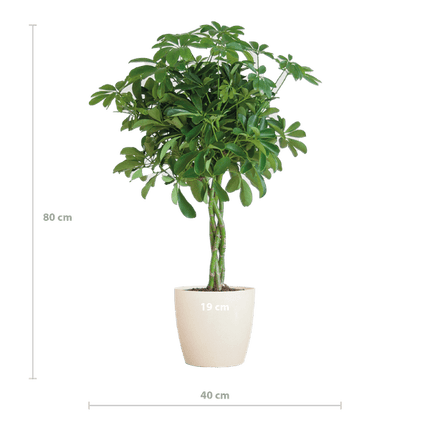 Schefflera Arboricola Nora – Birkenfeige – Zimmerpflanze inkl. Übertopf – ↕70cm – Ø21cm – Handförmige Blätter – Pflegeleicht & dekorativ
