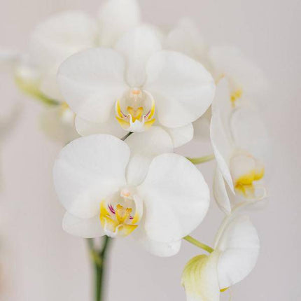 Amabilis Orchidee Weiß – Zimmerpflanze Ø9cm – inkl. Candy – Übertopf Blau – Elegante Orchidee mit 2-3 Blütenstielen
