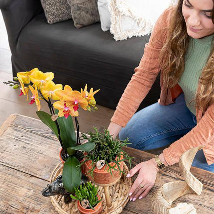 Orchideen Überraschungsbox – 4 Pflanzen Ø9cm – Frische Phalaenopsis Orchideen direkt vom Züchter – Pflegeleichte Zimmerpflanzen ohne Übertopf – Überraschungs-Mix
