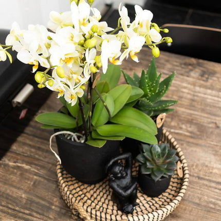 Ornament Sitzender Affe – Schwarz – Dekofigur aus Polystone – 13cm hoch – Handgefertigte Skulptur – Für Zimmerpflanzen & Interieur – Dekoration Wohnzimmer