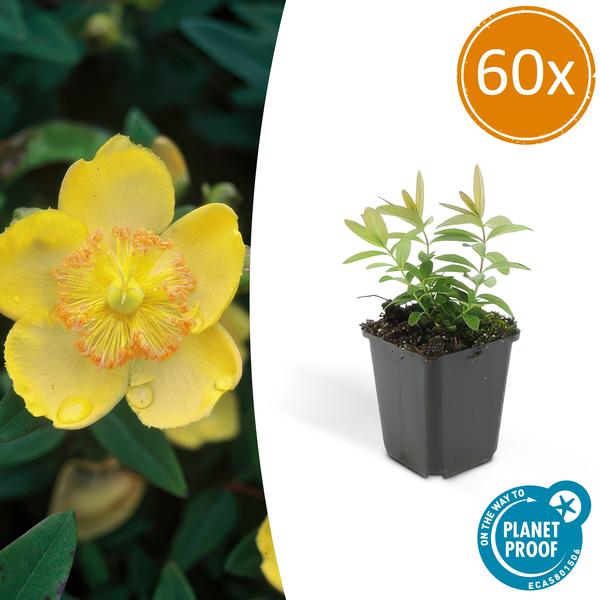 Großkelchiges Johanniskraut Hypericum calycinum – Bodendecker – Ø9cm – ↕10-25cm – 60 Pflanzen – gelbe Blüten – pflegeleicht & sonnig