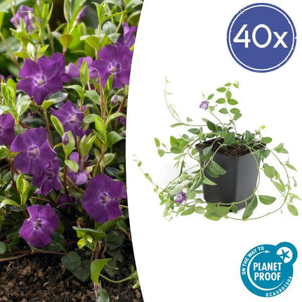 Immergrün – Vinca minor 'Atropurpurea' – ↕10-25cm – Ø9cm – 40 Pflanzen – Bodendecker mit lila Blüten – Pflegeleicht & sonnig/schattig