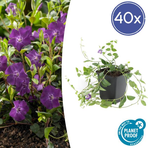 Immergrün – Vinca minor 'Atropurpurea' – ↕10-25cm – Ø9cm – 40 Pflanzen – Bodendecker mit lila Blüten – Pflegeleicht & sonnig/schattig