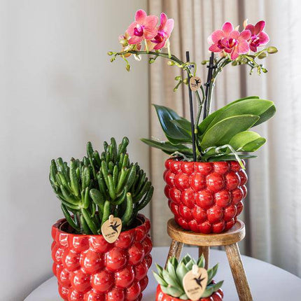 Beeren – Topf Zimmerpflanze Ø9cm – pflegeleichte Grünpflanze für Wohnzimmer, Büro & helle Standorte kaufen
