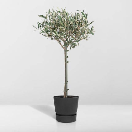 Olivenbaum Olea europaea – Mediterrane Zimmer- & Terrassenpflanze – Höhe ca. 90cm – Ø19cm – Immergrün & dekorativ – Robust & pflegeleicht