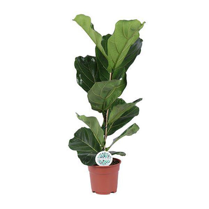 Ficus lyrata – Geigen – Feige – Zimmerpflanze – Luftreinigend – Dekorativ – Ø17cm – Höhe ca. 60cm – Pflegeleicht – Wohnzimmerpflanze