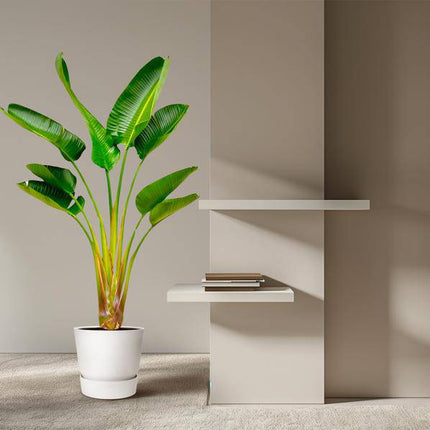 Baum-Strelitzie – Strelitzia Augusta – ca. 160cm hoch – Ø24cm – Exotische Zimmerpflanze mit großen Blättern – Weißer Paradiesvogel mit eleganter Fächerform – Tropische Grünpflanze für Wohnzimmer & Büro