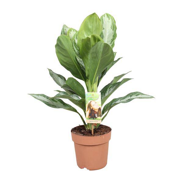 Aglaonema Silver Bay – Chinesisches Immergrün – Ø17cm x H55cm – Pflegeleichte Zimmerpflanze mit silber-grünem Blattmuster – Für Halbschatten  – Ideal für Büro & Zuhause