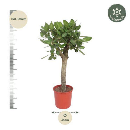 Ficus Benghalensis – Banyan – Feige auf Stamm – ca. 150cm Höhe – Zimmerpflanze mit großen glänzenden Blättern – Topfgröße Ø34cm – Elegante Innenraum