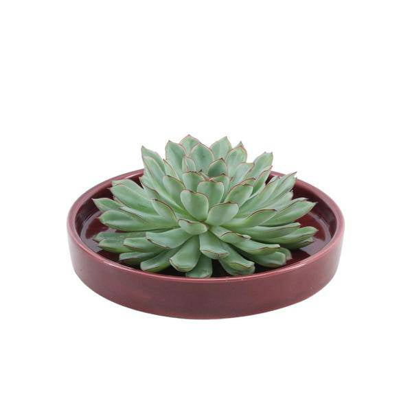 Sukkulente – Echeveria Pulidonis Rootless – in Keramikschale Rot Ø20cm ↕5cm – pflegeleichte Schnitt-Sukkulente ohne Wurzeln – dekorative Tischdeko & Geschenkidee