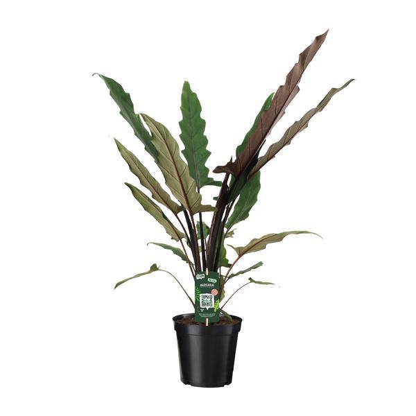 Elefantenohr – Alocasia Lauterbachiana – Zimmerpflanze – Ø19cm – ↕80cm - Exotische Pflanze mit gezackten Blättern – Blickfang für Wohnzimmer & Büro