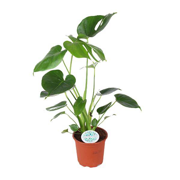 Köstliches Fensterblatt – Monstera Deliciosa – Zimmerpflanze – Ø14cm – ca. 45cm hoch – Schweizer Käsepflanze mit großen Blättern – pflegeleichte luftreinigende Dschungelpflanze
