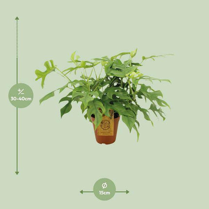 Fensterblatt Monstera Minima – Zimmerpflanze – Ø15cm – 40 cm hoch – Halbschatten – Pflegeleicht – Gefensterte Blätter