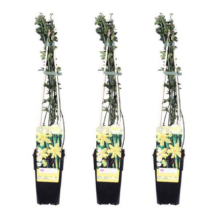 Winter-Jasmin – Jasminum nudiflorum – 3 Pflanzen – Ø15cm – ca. 65cm hoch – Winterblühende Kletterpflanze mit gelben Blüten für Garten, Zaun & Pergola
