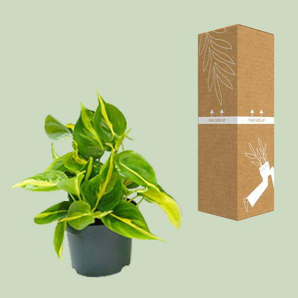 Philodendron Scandens Brasil – Zimmerpflanze – Ø12cm – Höhe ca. 20cm – Glänzende Blätter – Pflegeleicht & Halbschatten – Liebhaber