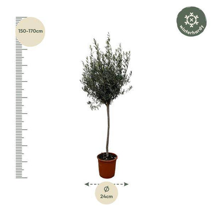 Olivenbaum – Olea Europaea 160cm – Ø24cm – Mediterrane Kübelpflanze mit silbergrünen Blättern – Edler Olivenbaum für Garten, Terrasse, Balkon & Wintergarten – Pflegeleicht