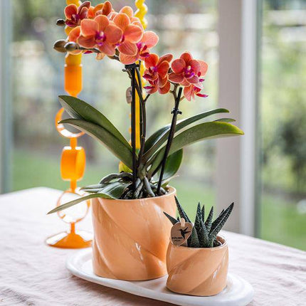 Phalaenopsis Orchidee Orange mit Grünpflanze im Candy Ziertopf auf weißem Bio-Tablett – Zimmerpflanzen Set – Geschenkidee – Dekoration