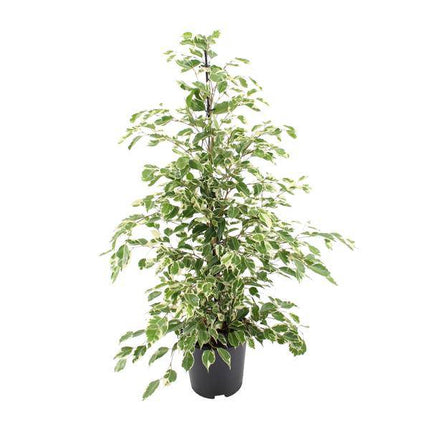 Bikrenfeige Ficus benjamina 'Twilight' – Zimmerpflanze – ca. 95cm Höhe – Eleganter, grüner Blickfang für helle Innenräume