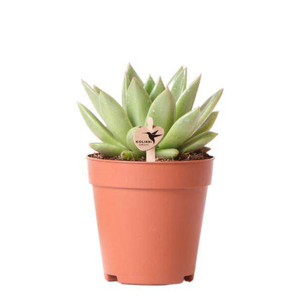 Sukkulente Echeveria Miranda – Grüne Zimmerpflanze – Rosettenform – Ø9cm – Pflegeleicht & Dekorativ