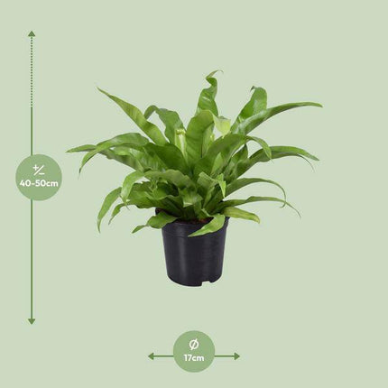 Nestfarn – Asplenium Antiquum – Zimmerpflanze – Ø17cm – ca. 45cm hoch – pflegeleichte luftreinigende Grünpflanze für Zuhause & Büro