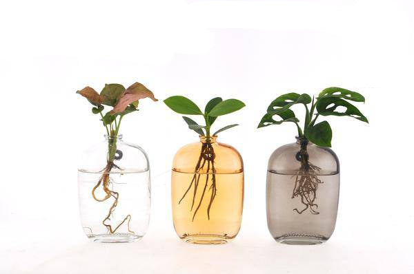 Zimmerpflanzen Mix im Santiago Glas – Hydroponie Wanddeko – 3 Pflanzen – Ø7cm – Höhe ca. 10cm – moderne Glasdekoration mit Grünpflanzen für Wohnzimmer, Büro & Geschenkideen