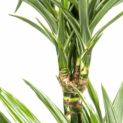 Dracaena Deremensis White Stripe – Drachenbaum – Ø19cm – ↕70-90cm – Elegante Zimmerpflanze mit weißen Blattstreifen – Pflegeleicht & luftreinigend