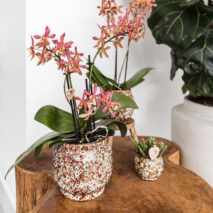 Safari Topf – Dekorativer Keramiktopf – Handgefertigter Blumentopf – Stilvolles Pflanzgefäß für Zimmerpflanzen – Ø12cm