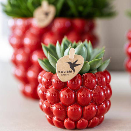 Blumentopf Beeren – Ø6cm – Roter Keramik Übertopf – Dekorativer Mini Pflanztopf für kleine Zimmerpflanzen, Sukkulenten & Kakteen – Stilvolle Innendeko