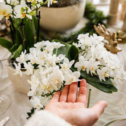 Weiße Orchidee 'Nazaré' – Zimmerpflanze – Ø9cm Topf – inkl. Dekotopf Pearl Travertin – Kompakte Tischdeko – Elegante Blütenpracht