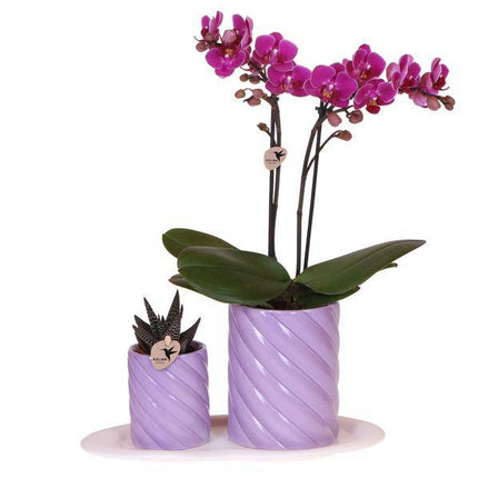 Phalaenopsis Orchidee Orange + grüne Pflanze im Geschenkset – Candy Zierpflanzentöpfe auf weißem Tablett – Zimmerpflanzen-Set mit Deko & Geschenkidee – Fröhlich & modern
