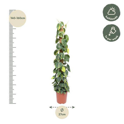 Baumfreund – Philodendron Scandens Brasil 150cm – Ø27cm – Kletterpflanze mit Moosstock – Herzförmige Blätter – Pflegeleichte Zimmerpflanze für Wohnzimmer, Büro & Wintergarten