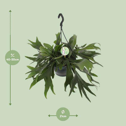 Geweihfarn – Platycerium bifurcatum – Hirschgeweihfarn – Zimmerpflanze – Ø21cm – ↕50cm – dekorative Farnpflanze für Wohnung & Büro