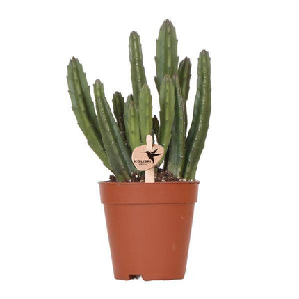 Stapelia – Sukkulente Zimmerpflanze – Ø9cm – Exotische & pflegeleichte Aasblume – Seltene Kaktusart für Wohnzimmer, Büro & Fensterbank – Dekorative Sukkulente