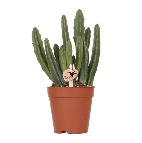 Stapelia – Sukkulente Zimmerpflanze – Ø9cm – Exotische & pflegeleichte Aasblume – Seltene Kaktusart für Wohnzimmer, Büro & Fensterbank – Dekorative Sukkulente