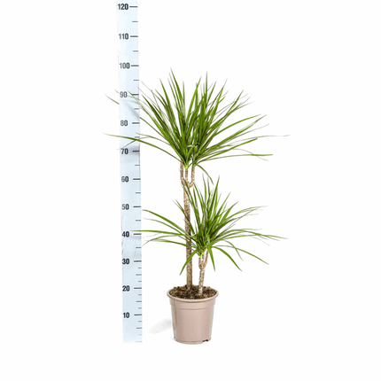 Dracaena Marginata Green – Drachenbaum – Ø19cm – ↕70-90cm – Schlanke Zimmerpflanze mit dunkelgrünen Blättern – Pflegeleicht & luftreinigend
