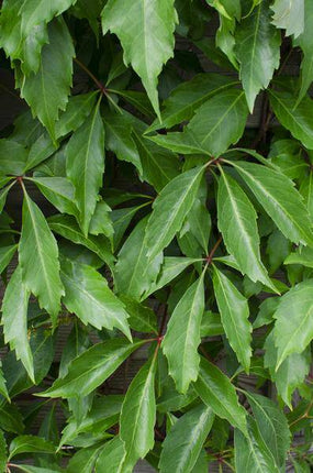 Wilder Wein Parthenocissus quinquefolia ‘Engelmannii’ Kletterpflanze Ø15cm ↕65cm – winterharte Pflanze für Garten, Balkon, Terrasse, Kübel & Beet