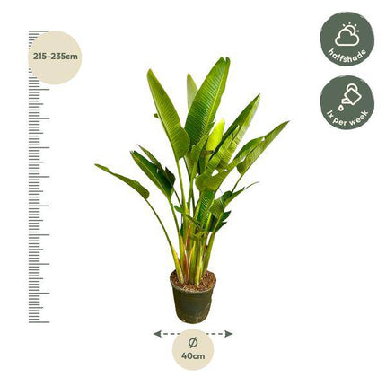 Baum-Strelitzie – Strelitzia Augusta mehrstämmig XXL – 225cm – Ø40cm – Weißer Paradiesvogel – Große Zimmerpflanze für Wohnzimmer, Büro & Wintergarten