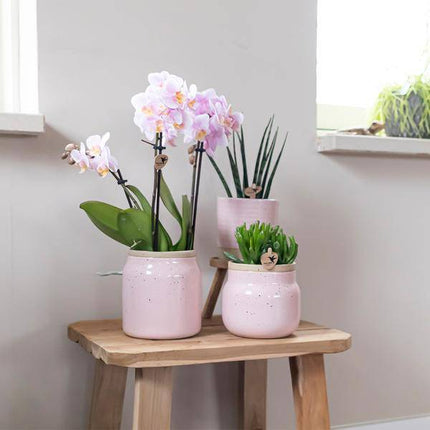 Orchideen Überraschungsbox – 4 Pflanzen Ø9cm – Frische Phalaenopsis Orchideen direkt vom Züchter – Pflegeleichte Zimmerpflanzen ohne Übertopf – Überraschungs-Mix