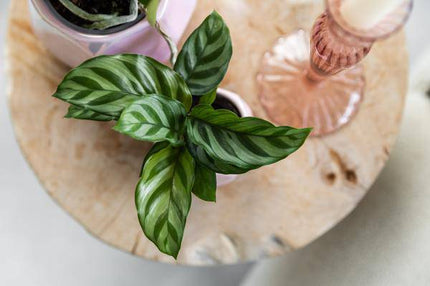 Korbmarante – Calathea – Zimmerpflanze – Ø9cm – Dekopflanze mit auffälligem Blattmuster – Pflegeleichte luftreinigende Pflanze für Wohnzimmer & Büro