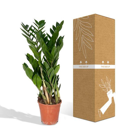 Glücksfeder Zamioculcas Zamiifolia – Zimmerpflanze – Ø 17cm – Höhe 70cm – Pflegeleicht & Wasserspeichernd – Halbschatten geeignet