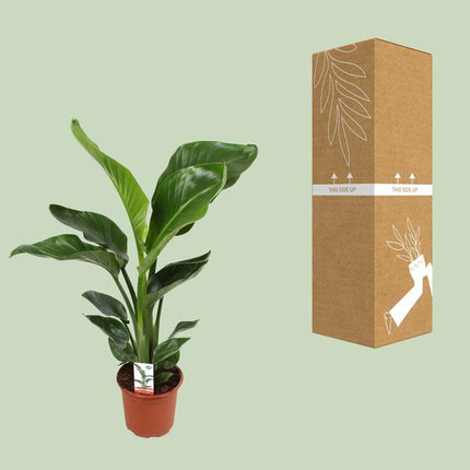 Baum-Strelitzie Strelitzia Nicolai – Zimmerpflanze Ø17cm ↕70cm – exotische Paradiesvogelblume mit tropischem Flair für Wohnzimmer Büro