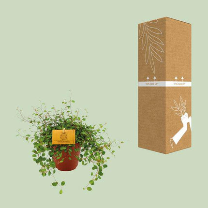 Drahtstrauch – Muehlenbeckia Maori – Zimmerpflanze – Ø12cm – ↕20cm – Kettenrebe mit feinen Ranken & herzförmigen Blättern – Pflegeleicht & dekorativ